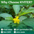 3000 KVITER Molokhia Egyptian Spinach Seeds (Corchorus Olitorius) - a.k.a Jute Leaves Seeds, Ewedu, Rau Day, Saluyot