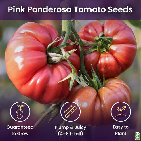 Pink Ponderosa Heirloom Tomato Seeds - Large Tomato - One of the Most Delicious Tomatoes for Home Growing, Non GMO