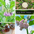 Packet (1) Sow Right Seeds - Comfrey Seeds for Planting - Non-GMO Heirloom with Instructions to Plant an Outdoor