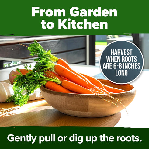 2 Pack 6000 HOME GROWN Tendersweet Carrots Seeds - Non-GMO Heirloom Carrot Seeds for Planting Outdoors - High- (Daucus