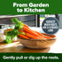 2 Pack 6000 HOME GROWN Tendersweet Carrots Seeds - Non-GMO Heirloom Carrot Seeds for Planting Outdoors - High- (Daucus