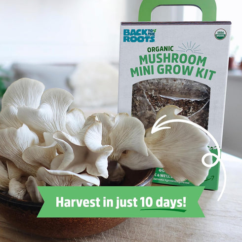 10 Back to the Roots Organic Mini Mushroom Grow Kit, Harvest Gourmet Oyster Mushrooms In days, Top Gardening Gift