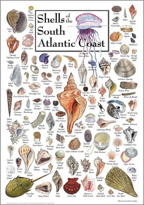 Earth Sky + Water - Shells of the South Atlantic Coast, Poster