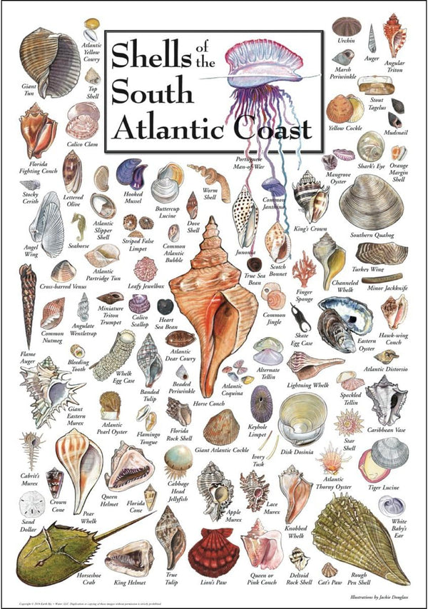 Earth Sky + Water - Shells of the South Atlantic Coast, Poster
