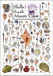Earth Sky + Water - Shells of the South Atlantic Coast, Poster