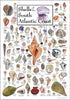 Earth Sky + Water - Shells of the South Atlantic Coast, Poster