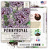 1,000 (1 Pack) Seed Needs, Pennyroyal Mint Seeds - Heirloom Seeds for Planting Mentha pulegium - Medicinal Herb Non-GMO