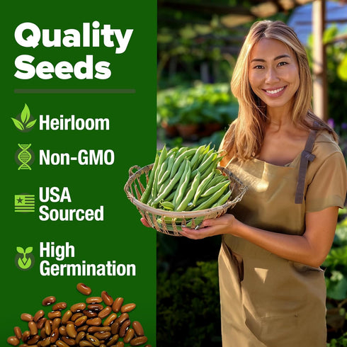 56+ HOME GROWN Contender Bush Bean Seeds Heirloom Non-GMO, High Germination, Stringless Green Beans for Planting, Early