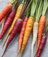 Burpee Kaleidoscope Blend Carrot Seeds 1500 seeds