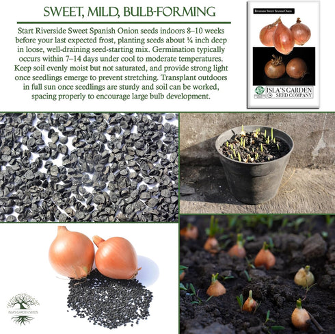 300+ Bulbs Riverside Sweet Spanish Onion Seeds (Allium cepa) Heirloom Non-GMO Seeds by Islas Garden Seeds, Large Mild
