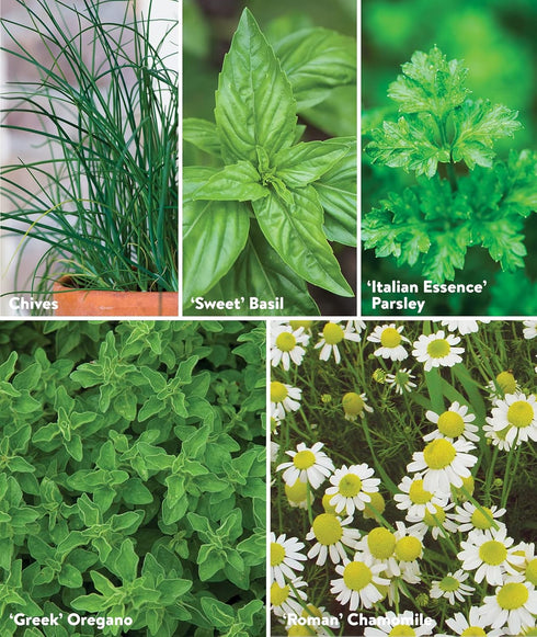 10 Packets Pack, Burpee Culinary Classics Garden Collection of Non-GMO Chives, Cilantro, Basil, Sage, Thyme, Dill