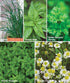 10 Packets Pack, Burpee Culinary Classics Garden Collection of Non-GMO Chives, Cilantro, Basil, Sage, Thyme, Dill
