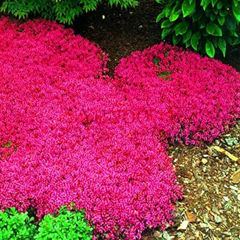 6000+ Mixed Creeping Thyme Seeds for Planting - Heirloom Flowers Perennial Thyme Non-GMO Thymus Serpyllum Seed Ground