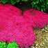 6000+ Mixed Creeping Thyme Seeds for Planting - Heirloom Flowers Perennial Thyme Non-GMO Thymus Serpyllum Seed Ground