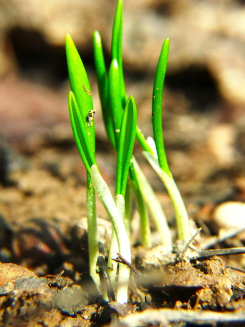40 Wild Garlic Ramsons Buckrams Wild Onion Non-GMO Seeds for Planting