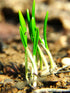 40 Wild Garlic Ramsons Buckrams Wild Onion Non-GMO Seeds for Planting