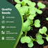 250 29 Broccoli Seeds for Planting Waltham - Heirloom Non-GMO USA Grown - Broccoli Sprouts Microgreens Seeds