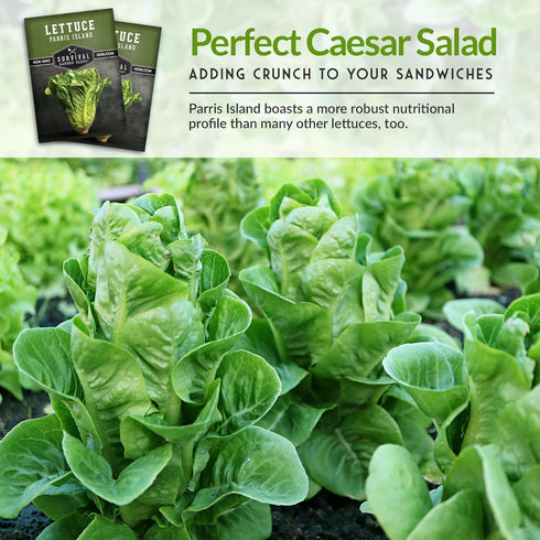 (1 Pack) Romaine Lettuce Seeds for Planting Parris Island Cos Heirloom Variety with Crisp, Tender Heads Heat Tolerant