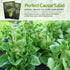 (1 Pack) Romaine Lettuce Seeds for Planting Parris Island Cos Heirloom Variety with Crisp, Tender Heads Heat Tolerant