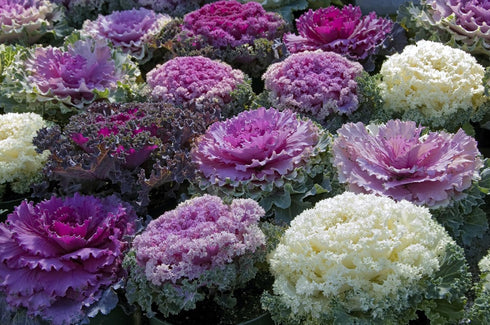 SeedsUA Seeds Flowering Kale Cabbage Ornamental Decorative Large-Leaved Mix Beatiful Cut Flowers for Planting Non GMO