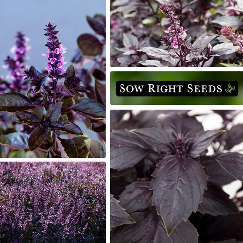 Packet (1) Sow Right Seeds - Opal Basil Seeds for Planting - Non-GMO Heirloom with Instructions to Plant Indoors