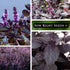 Packet (1) Sow Right Seeds - Opal Basil Seeds for Planting - Non-GMO Heirloom with Instructions to Plant Indoors