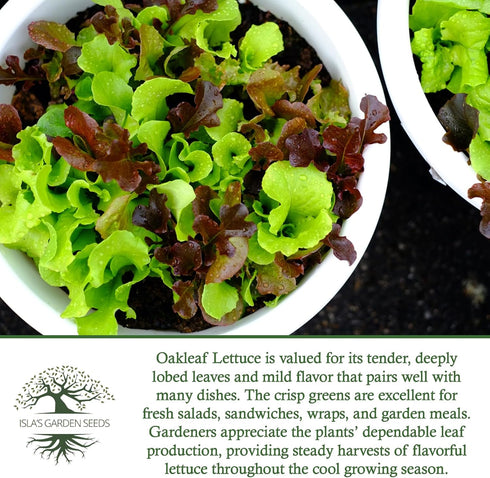 1000+ Packet Oakleaf Leaf Lettuce Seeds Heirloom Seeds per by Islas Garden Seeds, Tender Loose-Leaf Greens, Fast
