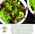 1000+ Packet Oakleaf Leaf Lettuce Seeds Heirloom Seeds per by Islas Garden Seeds, Tender Loose-Leaf Greens, Fast