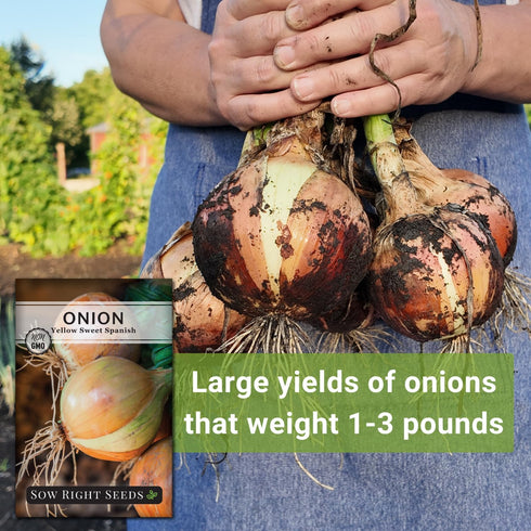 Packet (4) Sow Right Seeds - Yellow Spanish Sweet Onion Seeds for Planting - Non-GMO Heirloom with Instructions