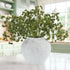 Thiccywoov 6 Pcs Green Faux Berry Stems for Vase, 16 Inch Artificial Greenery