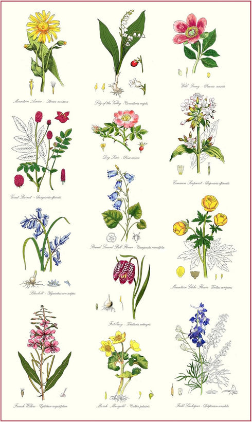 Samuel Lamont Botanic Garden Kitchen/Tea Towel, 100% Cotton, Imported from UK