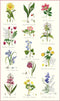 Samuel Lamont Botanic Garden Kitchen/Tea Towel, 100% Cotton, Imported from UK