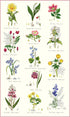 Samuel Lamont Botanic Garden Kitchen/Tea Towel, 100% Cotton, Imported from UK