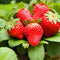 200 pcs Heirloom Strawberry Seeds - Perennial Non-GMO Outdoor Indoor Giant Fresh