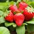 200 pcs Heirloom Strawberry Seeds - Perennial Non-GMO Outdoor Indoor Giant Fresh