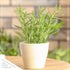 6 Pack Live Aromatic and Edible Herb Assortment (Rosemary, Eucalyptus, Mint, Lemon Balm, Other Assorted Herbs), Plants