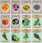 Medicinal Herb and Flower Set - 12 Varieties of Non-GMO & Heirloom