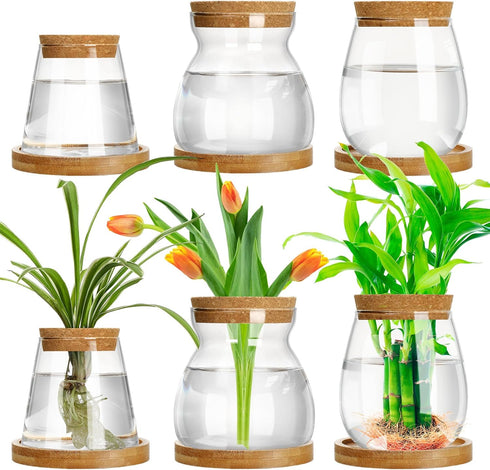 Beeveer 6 Pcs Plants Propagation Station Separated Desktop Plant Terrarium with Wood