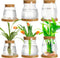 Beeveer 6 Pcs Plants Propagation Station Separated Desktop Plant Terrarium with Wood