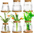 Beeveer 6 Pcs Plants Propagation Station Separated Desktop Plant Terrarium with Wood