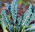 Seed Kingdom 30,000 Kale Lacinato (AKA Dinosaur or Tuscan) Great Heirloom Vegetable Seeds