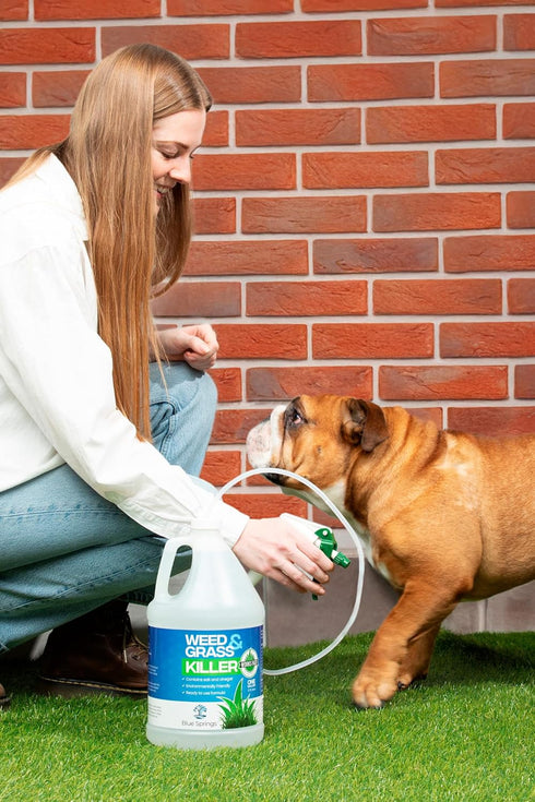 Blue Springs Vinegar Weed & Grass Killer | Fast Acting & Ready to Use Formula is All Natural | Child & Pet Safe | No