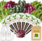 Caesar Salad Seed Pod Kit for AeroGarden, idoo, Ahopegarden, MUFGA with Green