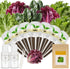 Caesar Salad Seed Pod Kit for AeroGarden, idoo, Ahopegarden, MUFGA with Green