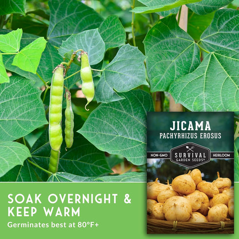 (1 Pack) Jicama Seeds for Planting Mexican Turnip (Pachyrhizus Erosus), Yam Bean Root Vegetable Drought-Tolerant