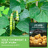 (1 Pack) Jicama Seeds for Planting Mexican Turnip (Pachyrhizus Erosus), Yam Bean Root Vegetable Drought-Tolerant