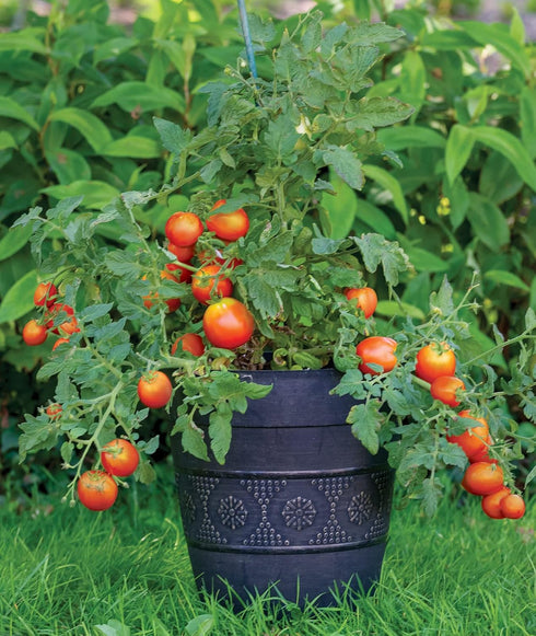 30 Burpee 'Bush Early Girl' Hybrid Slicer Tomato | Seeds