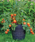30 Burpee 'Bush Early Girl' Hybrid Slicer Tomato | Seeds