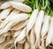 Axel's Garden Seeds Radish Seeds for Planting Non-GMO Heirloom Organic Vegetable Seeds Full Instruction Packets