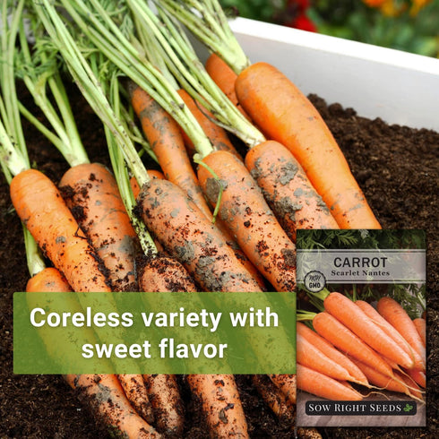 Packet (1) Sow Right Seeds - Scarlet Nantes Carrot Seed for Planting - Non-GMO Heirloom with Instructions to Plant a